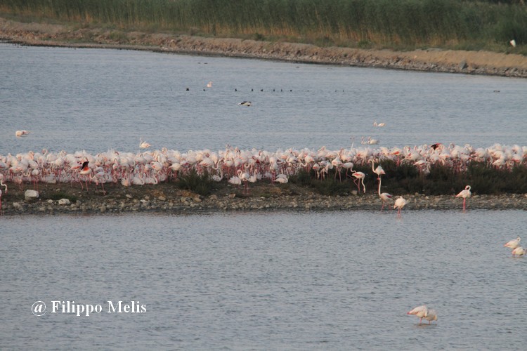 Fenicotteri rosa