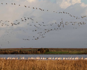 saline