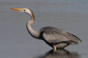 Airone cenerino