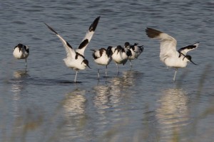 Gabbiani rosei Avocette Sterne Cavalieri