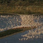 Nidificazione 2012