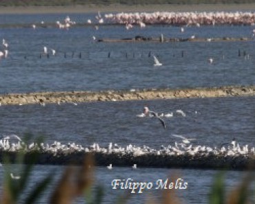 Pellicano-Garzaia-Molentargius-1-5-2016_0303p2R-Gabbiani-Rosei-300x200