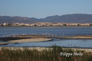 Fenicotteri-Molentargius-17-7-2016_0005c1R-300x200