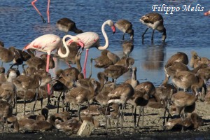 Fenicotteri-Molentargius-17-7-2016_0136pc2R-300x200