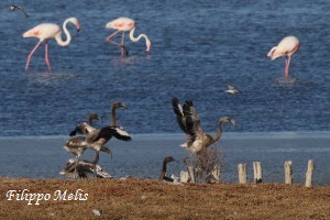 Fenicotteri-Molentargius-17-7-2016_0222p1R-300x200