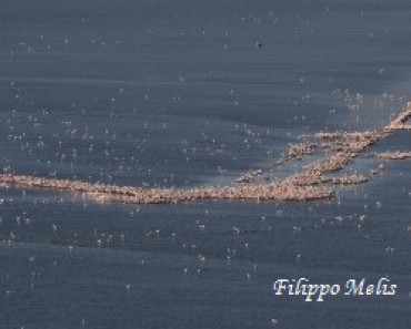 Fenicotteri-Molentargius-20-4-2016_0010c1R-300x200