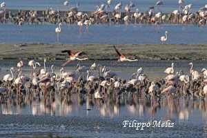 Fenicotteri-Molentargius-4-7-2016_0240pc1R-300x200
